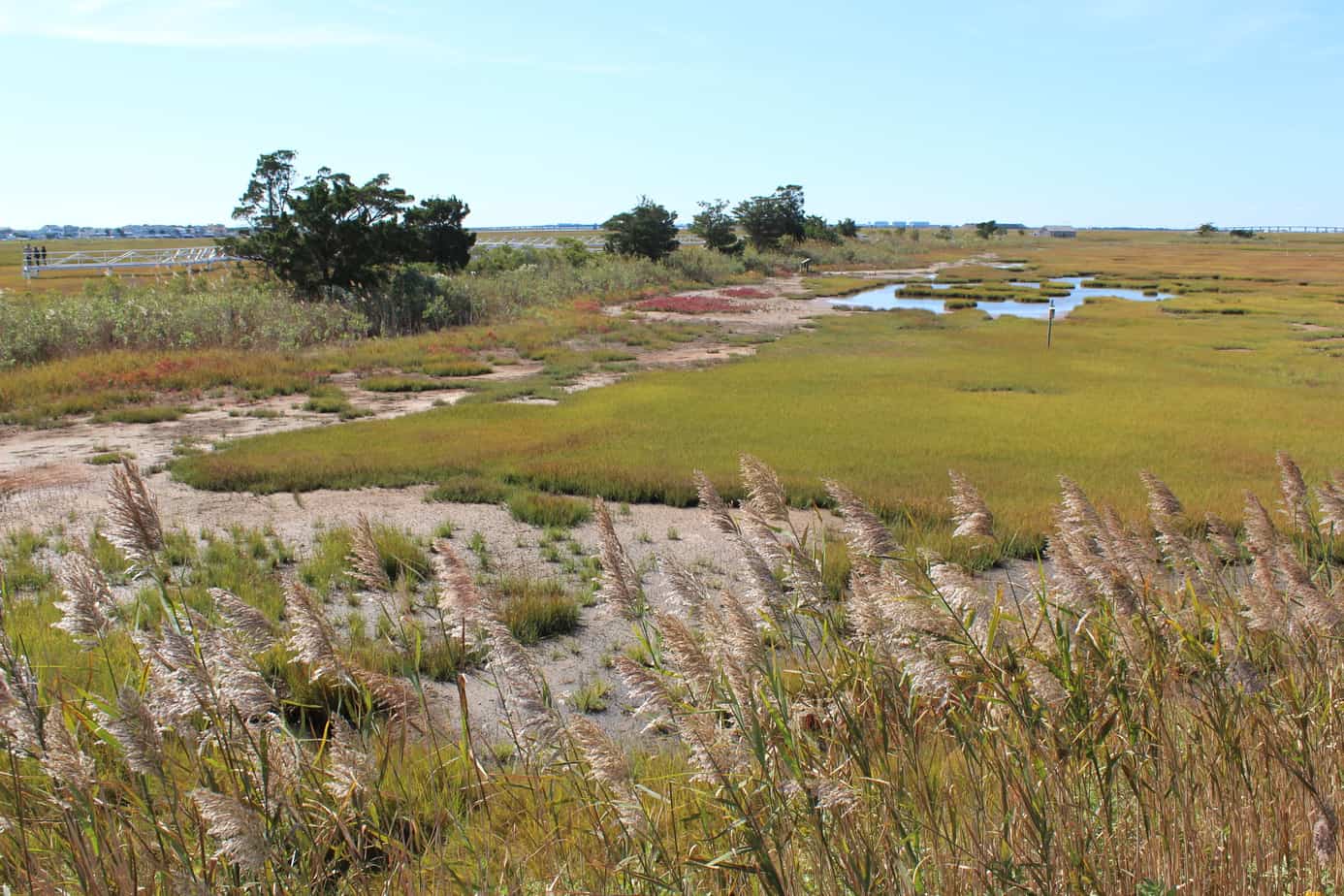 Jersey Shore Secrets: Uncover them at the Wetlands Institute