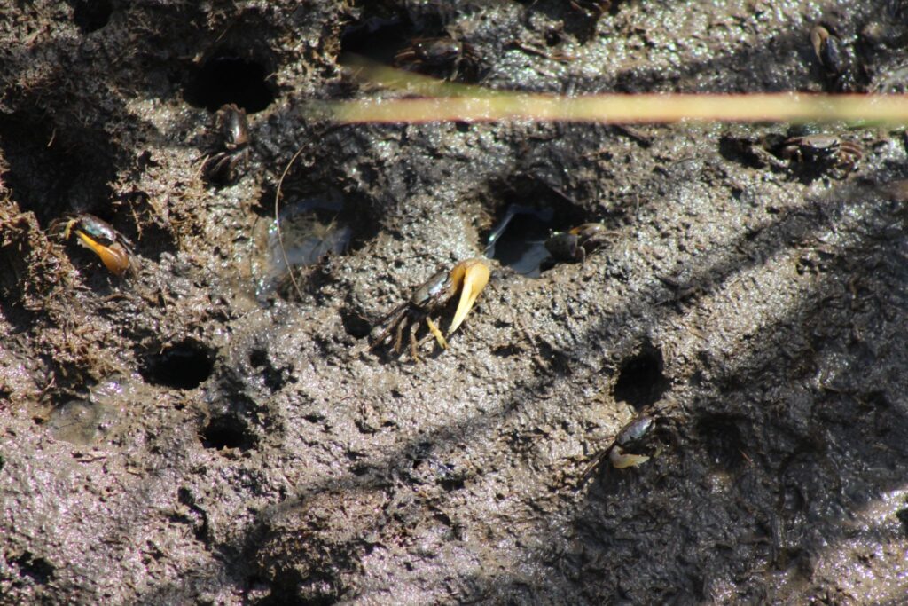 A fiddler crab in the mud with a giant claw.  Part of the coastal ecosystem.