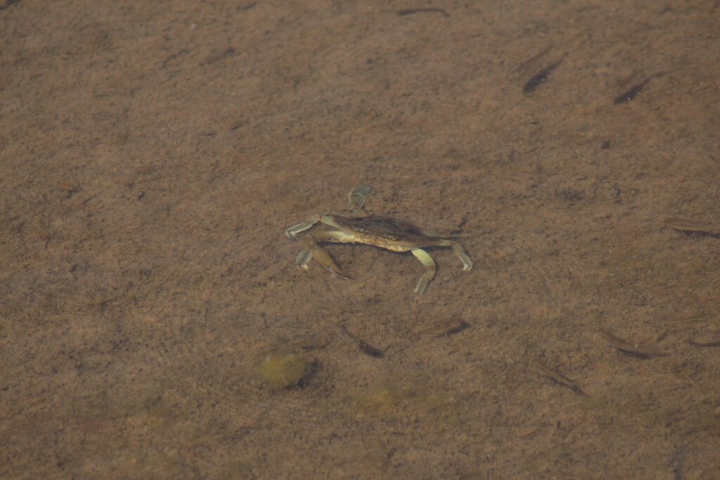 A blue crab swimming in inches deep water.