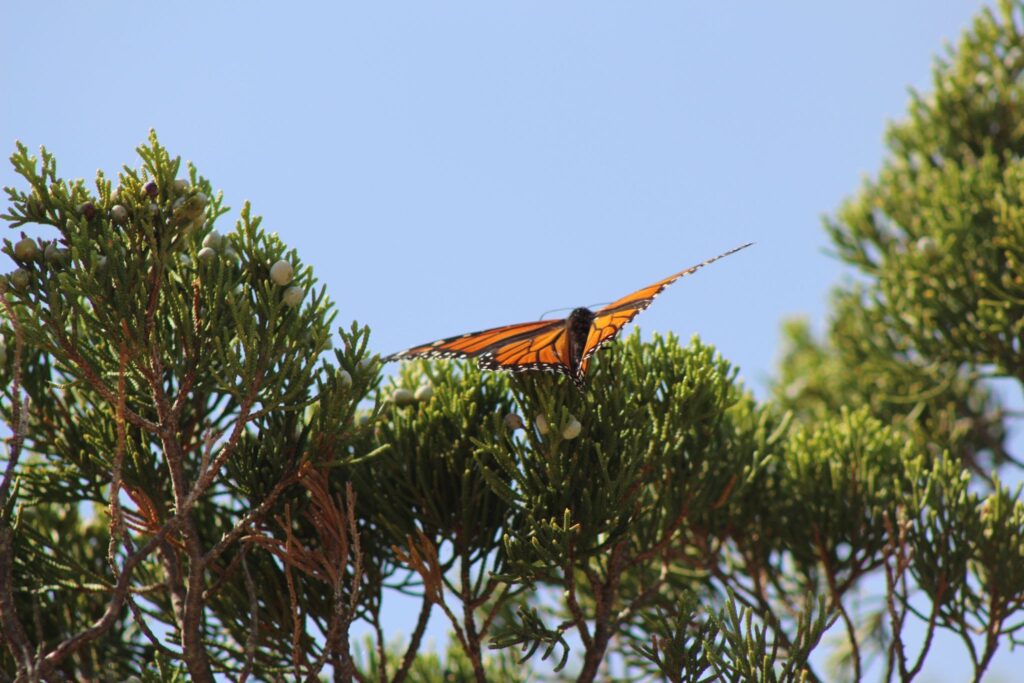 A Methusaleh butterfly in flight. The Jersey shore is an important part of their flight path.