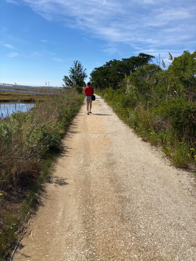 Walking down the pathway that leads into the salt marsh
