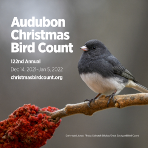 citizen science audubon christmas bird count