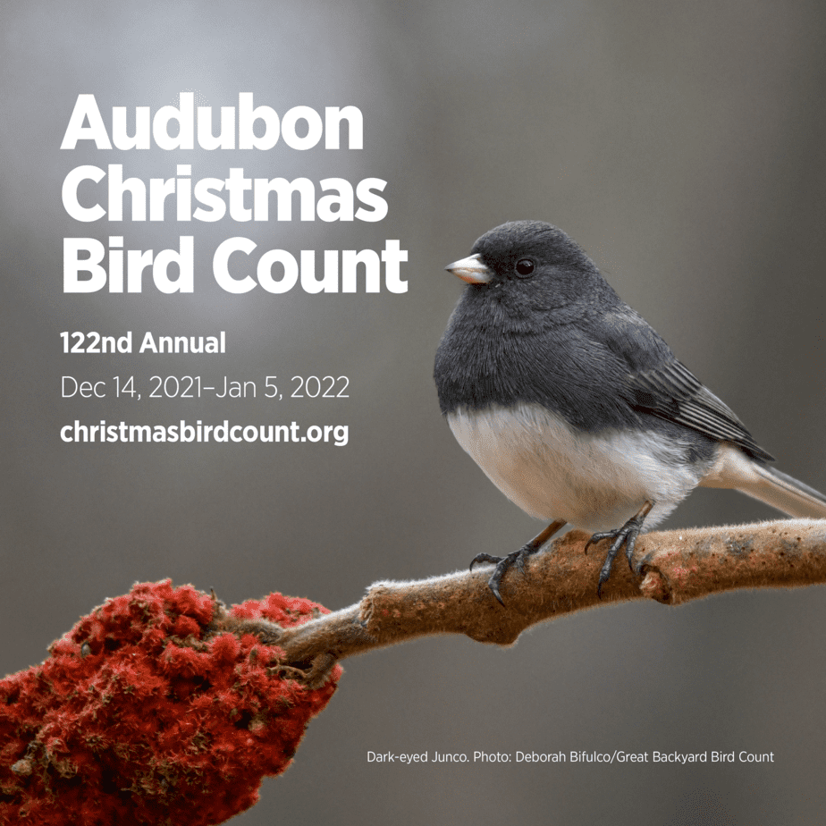 Community Science How to Help Count Birds for Audubon Each Christmas