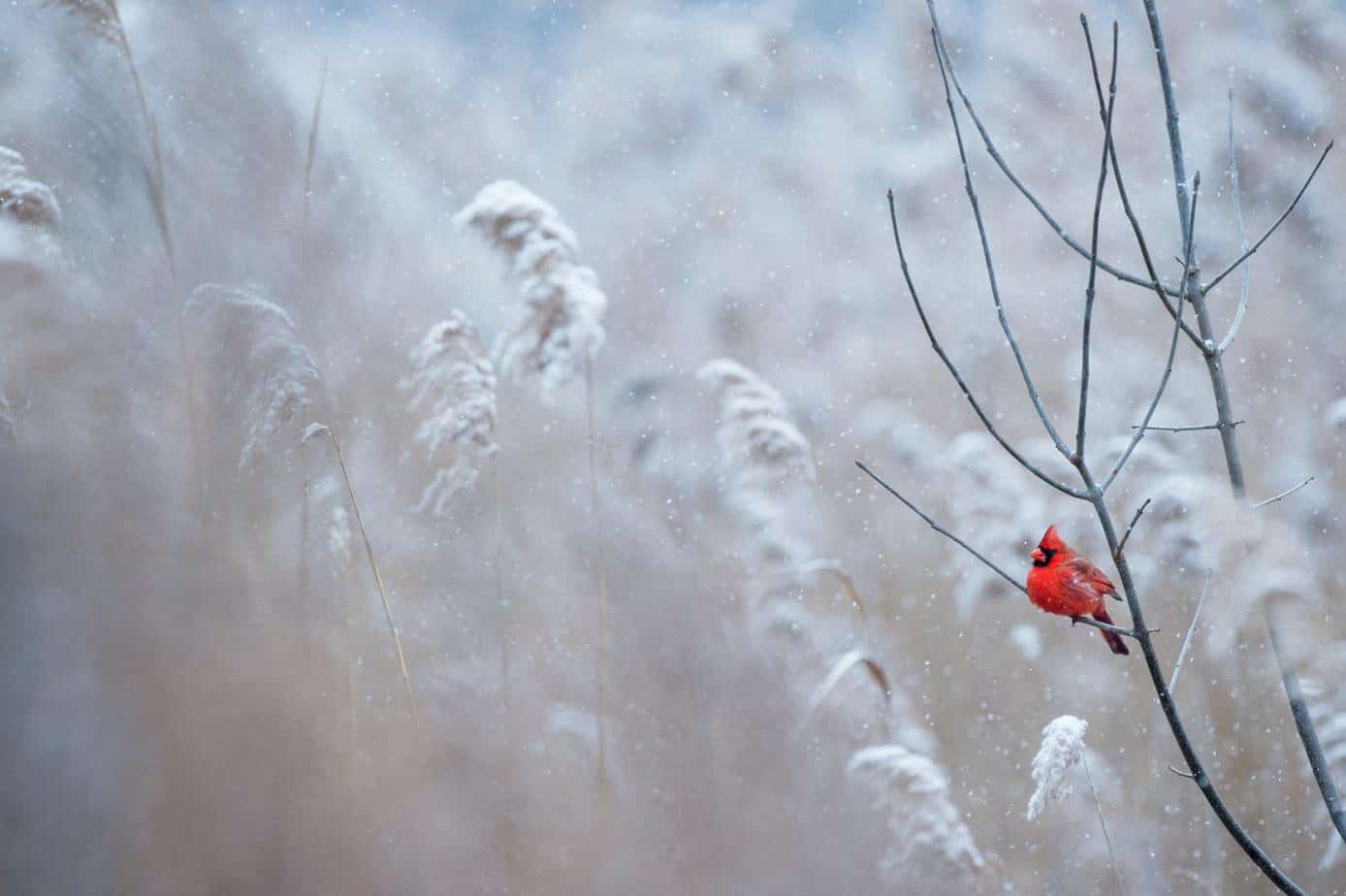 winter scene with a cardinal on a branch
