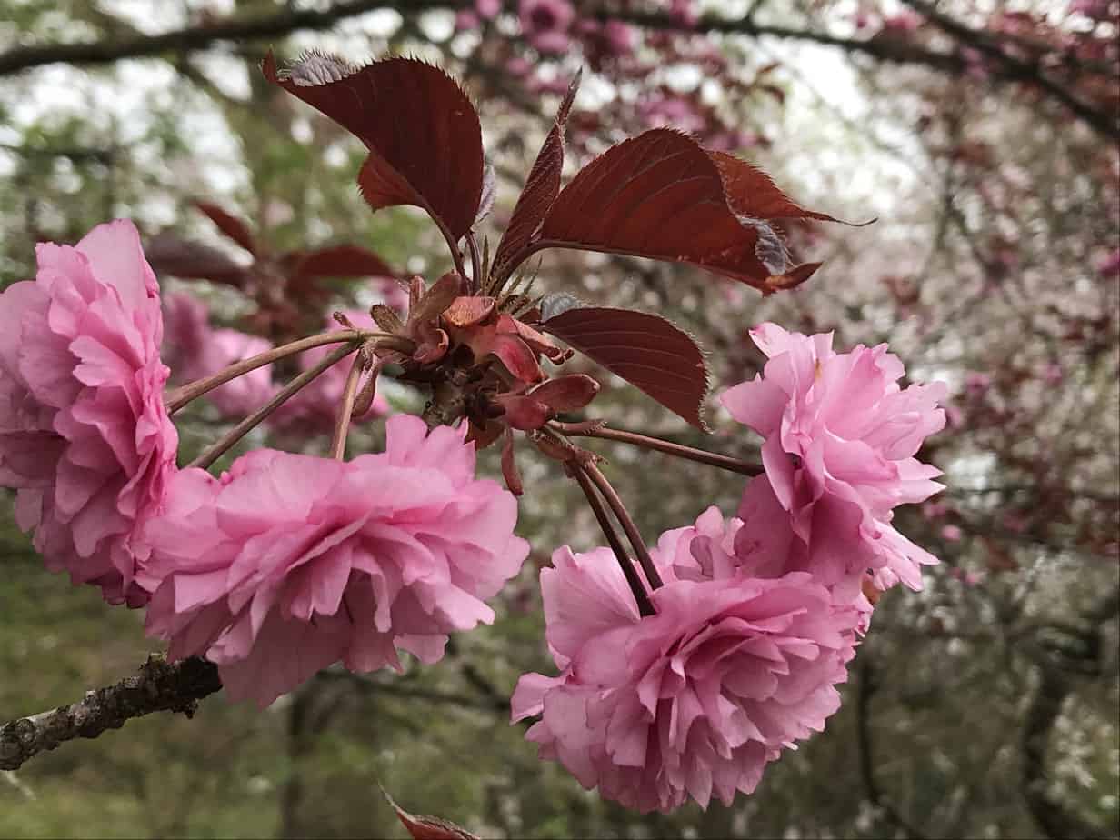 Cherry Blossom Blitz