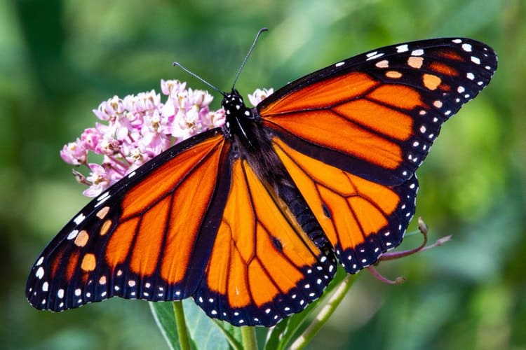 Butterflies in Peril:  Help Save the Monarch