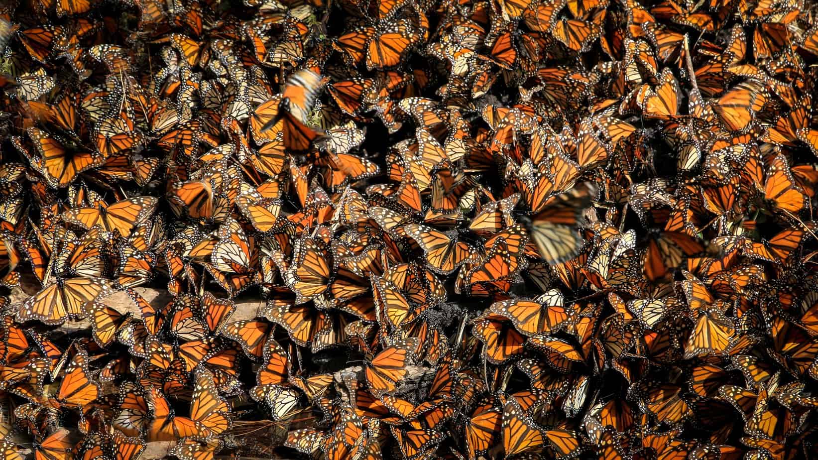 Monarch Migration: Track Butterflies on their Journey