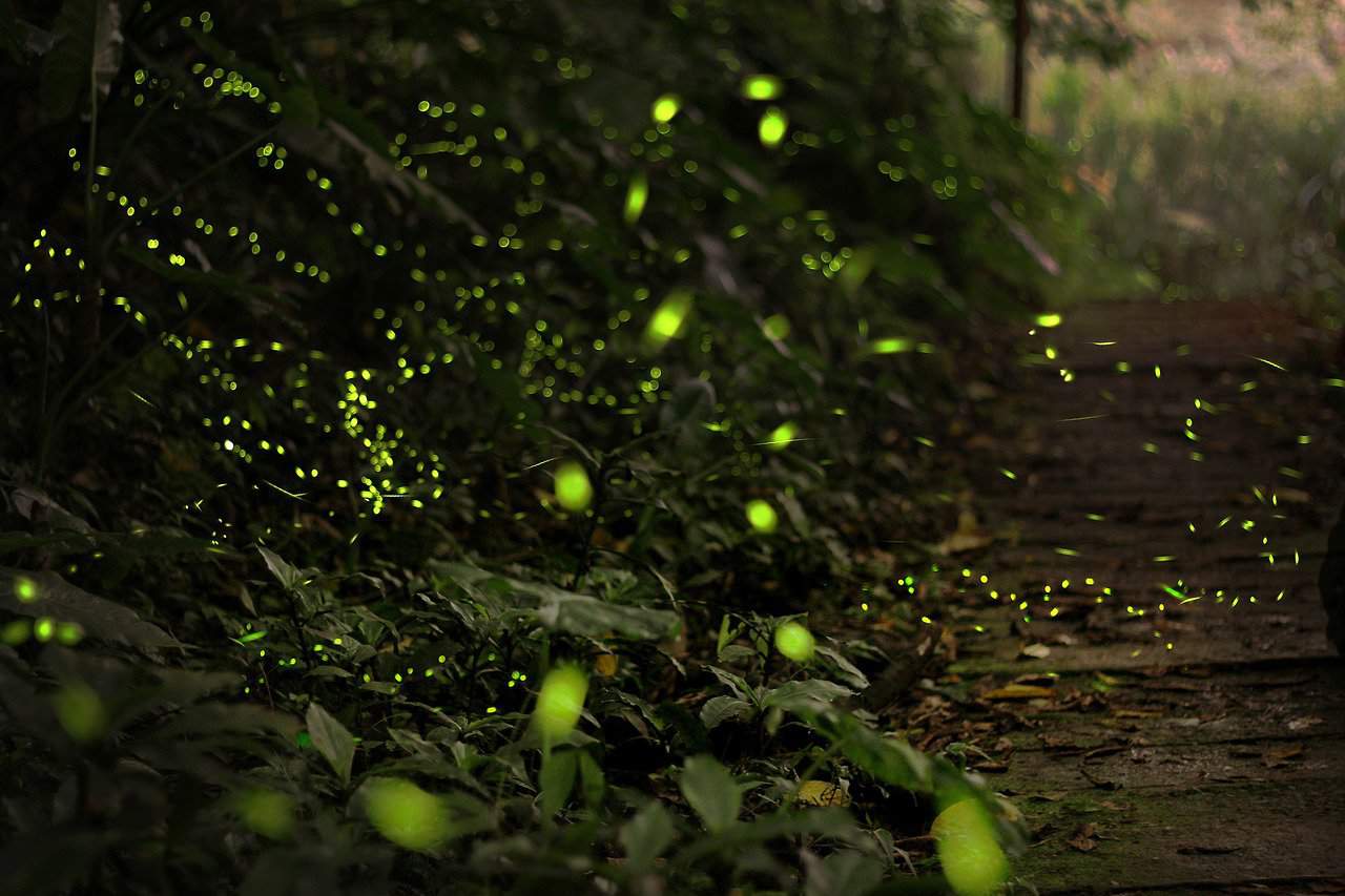 firefly, forest, green-2713649.jpg