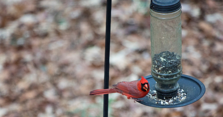 Nature Study: How To Make Your Own Birdwatching Station