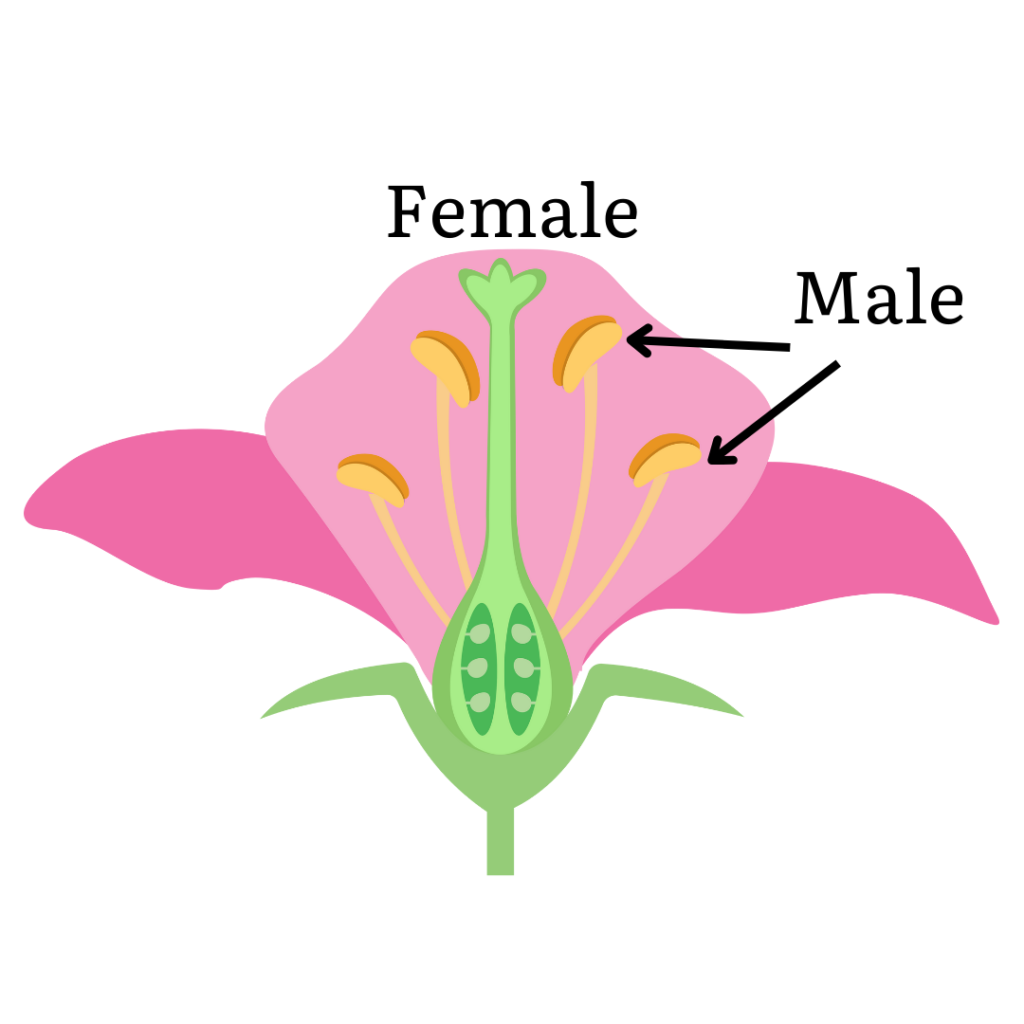flower anatomy