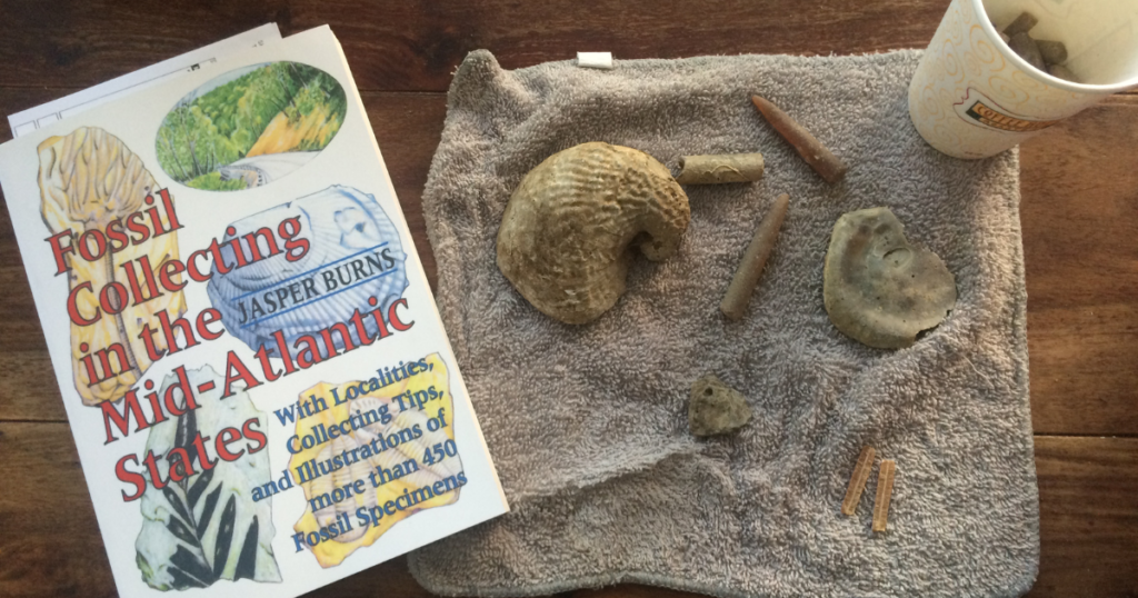 nature study table after fossil collecting field trip