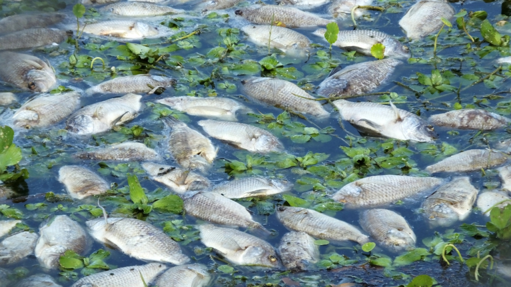 dead fish floating in a waterbody