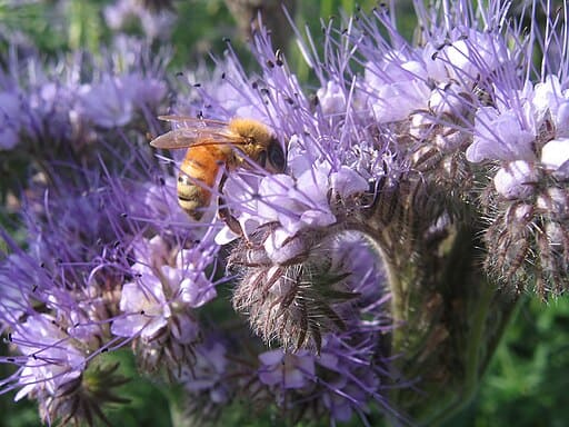 Exploring Wild Bees in Our Ecosystem: Why Are They Important?