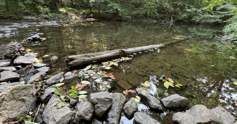 Macroinvertebrate Exploration: Hands-On Learning for All Ages