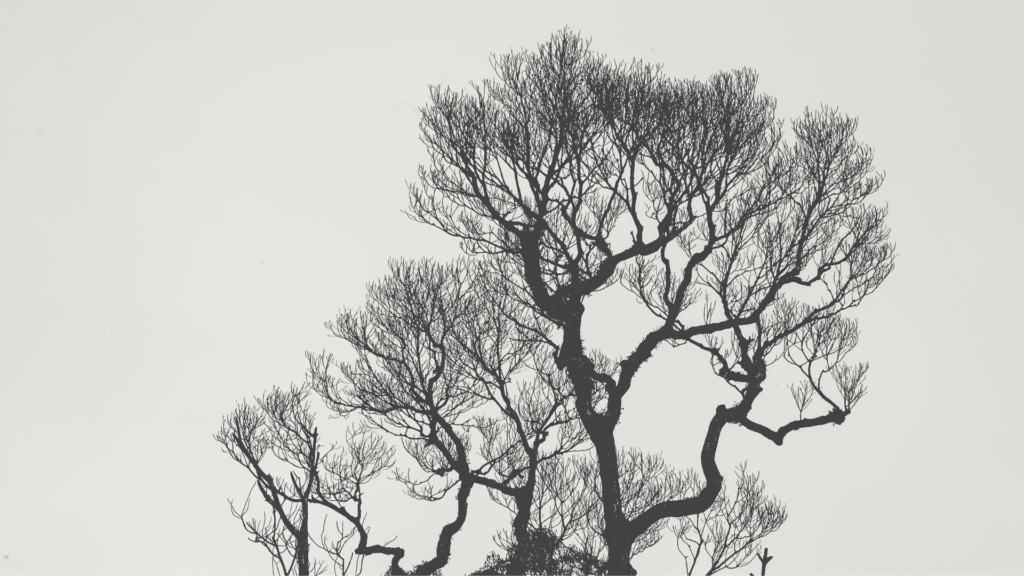 Winter branches illustrating a fractal pattern.