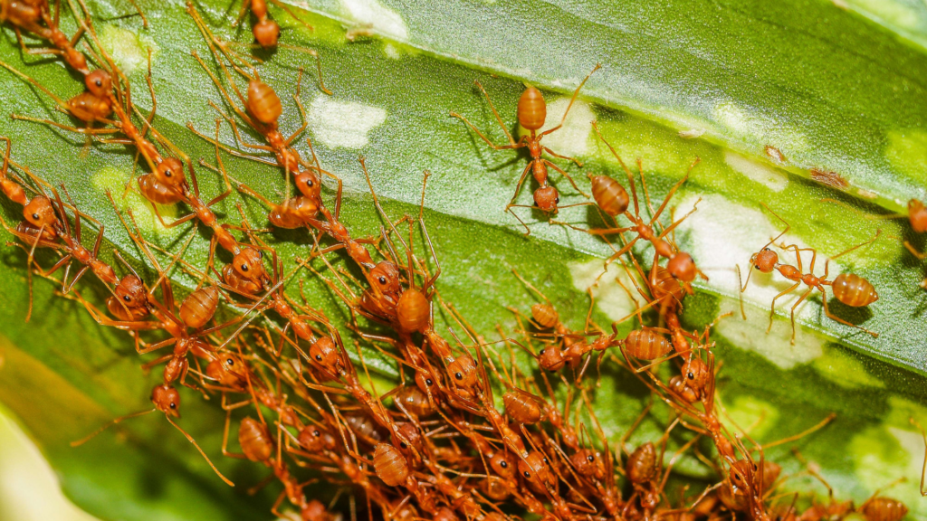 Ants crawling up a leaf to illustrate their branching patterns.